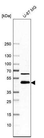 Western blot analysis in human cell line U-87 MG.