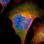 Immunofluorescent staining of human cell line U-2 OS shows localization to nucleus, cytosol & the Golgi apparatus.