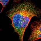Immunofluorescent staining of human cell line U-2 OS shows localization to nucleus, cytosol & the Golgi apparatus.