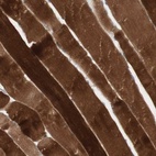 Immunohistochemical staining of human skeletal muscle shows high expression.