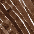 Immunohistochemical staining of human skeletal muscle shows high expression.