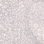 Immunohistochemical staining of human tonsil shows negative to very weak positivity in non-germinal center cells.