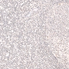 Immunohistochemical staining of human tonsil shows negative to very weak positivity in non-germinal center cells.