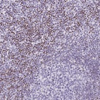 Anti-BEND2 Antibody