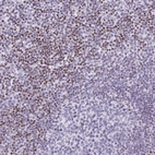 Anti-BEND2 Antibody