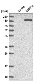 Western blot analysis in control (vector only transfected HEK293T lysate) and BEND2 over-expression lysate (Co-expressed with a C-terminal myc-DDK tag (~3.1 kDa) in mammalian HEK293T cells, LY407063).
