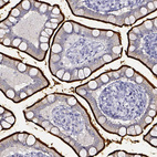 Immunohistochemical staining of human small intestine shows strong positivity in apical membrane in glandular cells.
