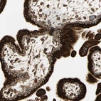 Immunohistochemical staining of human placenta shows strong cytoplasmic positivity in trophoblastic cells.