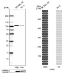 Western blot analysis in human cell lines SK-MEL-30 and PC-3 using Anti-CANX antibody. Corresponding CANX RNA-seq data are presented for the same cell lines. Loading control: Anti-GAPDH.
