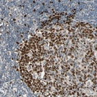 Immunohistochemical staining of human Tonsil shows strong nuclear positivity in germinal and non-germinal center cells.