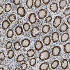 Immunohistochemical staining of human Small intestine shows strong nuclear and cytoplasmic positivity in glandular cells.