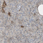 Immunohistochemical staining of human pancreas shows strong membranous positivity in islets of Langerhans.
