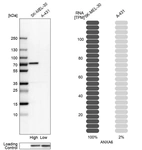 Western blot analysis in human cell lines SK-MEL-30 and A-431 using Anti-ANXA6 antibody. Corresponding ANXA6 RNA-seq data are presented for the same cell lines. Loading control: Anti-HSP90B1.