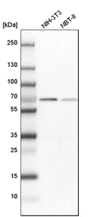 Western blot analysis in mouse cell line NIH-3T3 and rat cell line NBT-II.