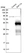 Anti-ZNF174 Antibody