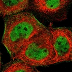 Immunofluorescent staining of human cell line A-431 shows localization to nucleoplasm, cytosol & actin filaments.
