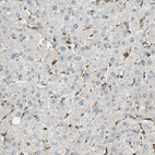 Immunohistochemical staining of human liver shows low expression as expected.
