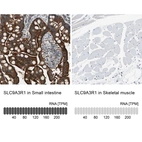 Anti-SLC9A3R1 Antibody
