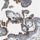 Immunohistochemical staining of human placenta shows strong membranous positivity in trophoblastic cells.