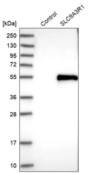 Western blot analysis in control (vector only transfected HEK293T lysate) and SLC9A3R1 over-expression lysate (Co-expressed with a C-terminal myc-DDK tag (~3.1 kDa) in mammalian HEK293T cells, LY401364).