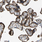 Immunohistochemical staining of human placenta shows strong cytoplasmic positivity in trophoblastic cells.