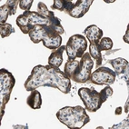 Immunohistochemical staining of human placenta shows strong cytoplasmic positivity in trophoblastic cells.