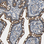 Immunohistochemical staining of human small intestine shows moderate cytoplasmic positivity in glandular cells.