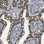 Immunohistochemical staining of human small intestine shows moderate cytoplasmic positivity in glandular cells.