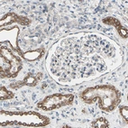 Immunohistochemical staining of human kidney shows moderate cytoplasmic positivity in cells in tubules.