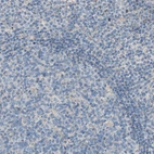 Immunohistochemical staining of human lymph node shows very weak cytoplasmic positivity in non-germinal center cells as expected.