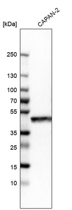 Western blot analysis in human cell line CAPAN-2.