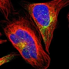 Immunofluorescent staining of human cell line U-2 OS shows localization to cytosol.