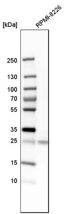 Western blot analysis in human cell line RPMI-8226.