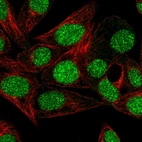 Immunofluorescent staining of human cell line Hep G2 shows localization to nucleus.
