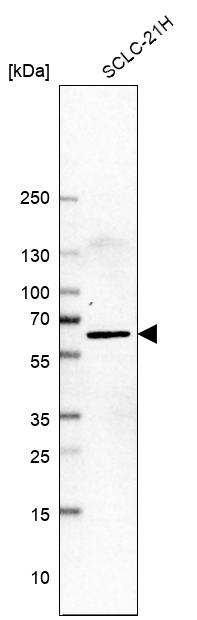 Anti-LHX9 Antibody