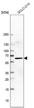 Anti-LHX9 Antibody