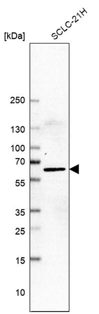 Anti-LHX9 Antibody