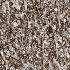 Anti-SRCIN1 Antibody