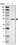 Anti-GMEB2 Antibody