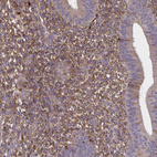 Immunohistochemical staining of human endometrium shows moderate secreted positivity in cells in endometrial stroma.