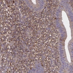 Immunohistochemical staining of human endometrium shows moderate secreted positivity in cells in endometrial stroma.
