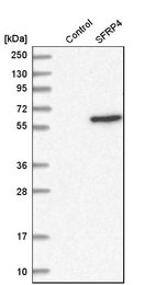 Western blot analysis in control (vector only transfected HEK293T lysate) and sFRP4 over-expression lysate (Co-expressed with a C-terminal myc-DDK tag (~3.1 kDa) in mammalian HEK293T cells, LY401054).