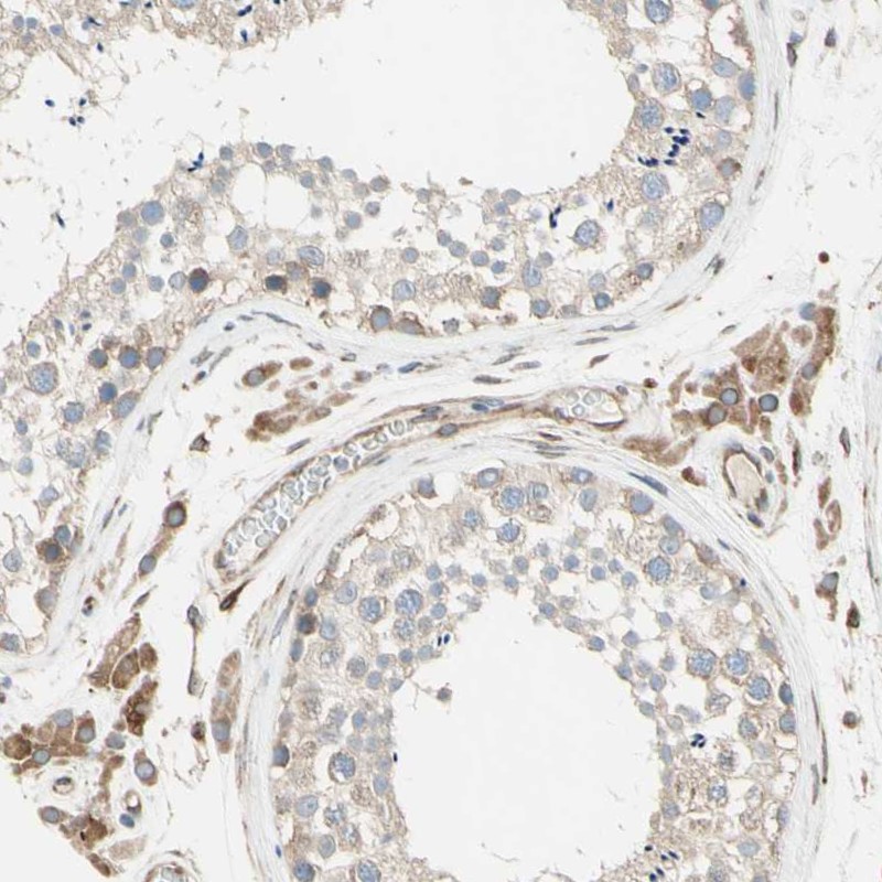 Anti-TRAF2 Antibody