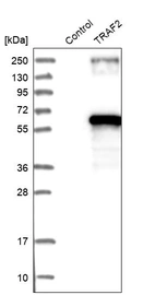Western blot analysis in control (vector only transfected HEK293T lysate) and TRAF2 over-expression lysate (Co-expressed with a C-terminal myc-DDK tag (~3.1 kDa) in mammalian HEK293T cells, LY402843).