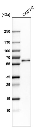 Anti-RMDN3 Antibody