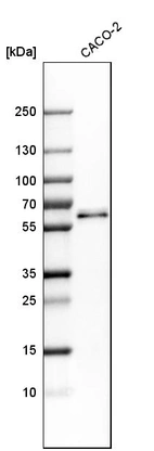 Western blot analysis in human cell line CACO-2.