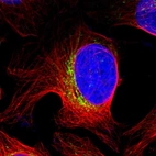Immunofluorescent staining of human cell line U-2 OS shows positivity in mitochondria.