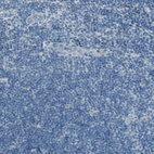 Immunohistochemical staining of human lymph node shows no positivity in non - germinal center cells as expected.