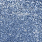 Immunohistochemical staining of human lymph node shows no positivity in non - germinal center cells as expected.