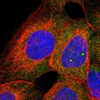 Immunofluorescent staining of human cell line A-431 shows localization to nucleoli fibrillar center & cytosol.